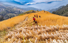 Phát minh của Trung Quốc làm rung chuyển ngành nông nghiệp: tạo giống lúa năng suất cao nhưng chi phí thấp, đã trồng gần 1 triệu ha