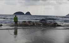 Vật thể lạ dài 11m dạt vào bãi biển nổi tiếng khiến nhiều người kinh hãi, cơ quan chức năng vào cuộc điều tra