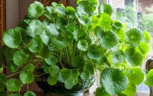 Không phải kim tiền, đây mới là 4 loại cây mà người giàu thích mê: Càng trồng càng may mắn, đẹp sang hơn cả hoa