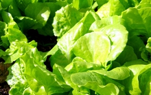 Mỹ đánh giá đây là loại rau “tốt nhất thế giới”, người Việt ăn suốt mà không biết