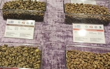 Giá cà phê hôm nay 31-1: Giảm đồng loạt, xuất khẩu khả quan