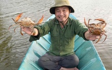 Cua biển Cà Mau tăng giá mạnh những ngày cận Tết