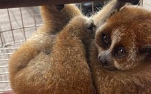 Nghe tiếng động lạ trong vườn, người dân phát hiện loài vật quý hiếm nặng 300g, thuộc sách đỏ Việt Nam