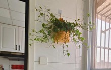 Nhiều người trồng hoa mà phạm đại kỵ: Có loại càng đẹp càng hút âm khí, mang vào nhà là vận suy ngay lập tức