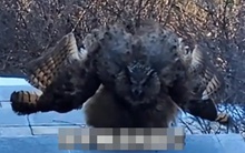 “Chim điêu của Dương Quá” bất ngờ chặn đường du khách leo núi, cơ quan kiểm lâm tiết lộ sự thật giật mình