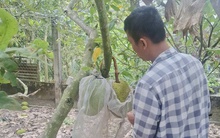 Giá mít Thái tăng cao nhưng vì sao nhà vườn miền Tây không vui?