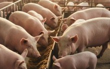 Dự báo về giá heo hơi Tết Bính Ngọ 2026, khó lên tới 80.000 đồng/kg?