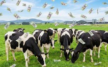 Một đại gia sữa chốt quyền chia cổ tức 25%, tiền về tài khoản ngay sát Tết