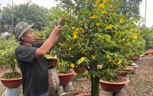 Diễn biến mới trên thị trường hoa mai Tết 2026