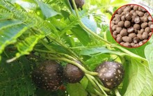 Loại khoai “kỳ lạ” cho củ trên cành, được săn tìm vì có công dụng này