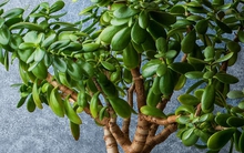 5 loại cây chiêu tài được người giàu đặc biệt thích, 10 nhà thì 9 nhà đều trồng, mang lại sự thịnh vượng cho cả gia đình