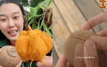 Cơn sốt quả lạ Chupa Chupa "vỏ dừa, ruột xoài, mùi hồng treo gió" đang khiến dân tình rần rần săn lùng