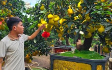 Bưởi Diễn 'đổ bộ' vào Nam sớm, giá tăng mạnh trước Tết