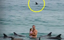 Bức ảnh sốc trên biển: Đàn cá heo vây quanh 2 cha con, khung cảnh thót tim nhưng sự thật là...