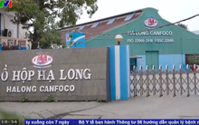 Công ty đồ hộp Hạ Long trước vụ 120 tấn thịt lợn nhiễm bệnh: Doanh thu gần nghìn tỷ mỗi năm, từng là Top 50 doanh nghiệp mạnh ASEAN 2024