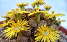 5 cây cảnh hiếm khi ra hoa, gia chủ cả đời có khi chỉ được chứng kiến 1 lần, là điềm báo đại cát, đại lợi