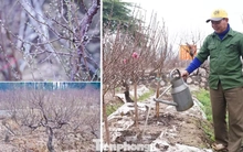 Lý do đào La Cả không vội Tết