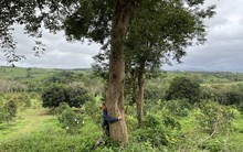 Loại gỗ quý được ví "đắt hơn vàng": Số cá thể ngoài tự nhiên ở Việt Nam chỉ còn đếm trên đầu ngón tay