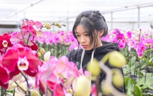 Đầu tư 10 tỉ đồng trồng loài hoa "quý tộc" bán cho người dân chơi Tết