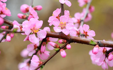 Thị trường chứng khoán Việt Nam thường diễn biến ra sao trong tháng 2?