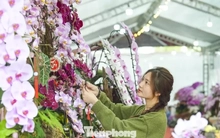 Nông dân Thanh Hóa chi hơn 10 tỷ làm vườn lan 4 vạn cây
