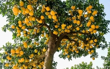 5 loại cây nhất định phải có trong nhà dịp Tết Bính Ngọ