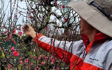 Hoa đào Tết nở sớm, người bán ngóng khách từng ngày