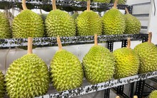 Sầu riêng tiền triệu 'cháy hàng' dịp Tết, Việt kiều về nước săn lùng đặc sản