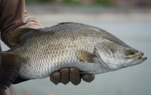 Bỏ nuôi tôm, lão nông miền Tây thu hàng trăm tỷ nhờ "thế thân" bằng loại cá nước lợ