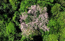 Phát hiện loài cây "vương giả chi hoa" với số lượng lớn ở 1 nơi rất hoang sơ hiểm trở, người dân truyền tai là "đất của phượng hoàng"