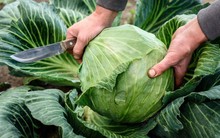 Bắp cải được phun formaldehyde thường có 3 đặc điểm, biết được bí mật này tôi đã không bao giờ mua bắp cải một cách mù quáng nữa!