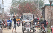 Làng đào lớn nhất miền Bắc rộn ràng vào vụ Tết