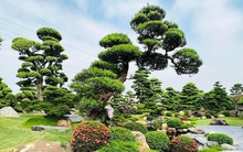 3 loại cây là "báu vật", trồng trong vườn giúp trấn trạch, giữ nhà qua nhiều thế hệ