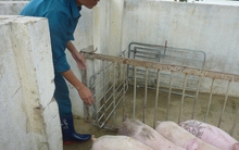 Giá heo hơi hôm nay, 11-2: Thịt heo ồ ạt về chợ, giá cả biến động bất ngờ