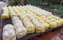 Trộn chất gây ung thư vào gần 2 tấn riềng xay bán ra chợ ở Bắc Ninh