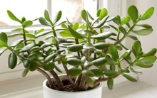 3 loại cây 'giữ của', 'hút' tài lộc nên trồng trong năm Bính Ngọ