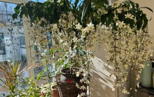 Loại hoa "thần tiên" đang gây sốt dịp cận Tết: Tên nghe đã thấy giàu sang, hoa rủ xuống như thác đổ, ai nhìn cũng muốn "rinh" ngay về nhà