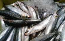 Đột quỵ rất “sợ” loại cá này, người Việt đang ăn rất nhiều mà chưa hề nhận ra