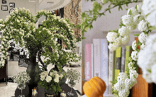 Dân sành chơi mê tít loài hoa nở rộ như thác nước mùa xuân, vừa đẹp tinh khôi vừa được tin là mang may mắn