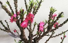 Việt Nam có "vua đào Tết" cực quý hiếm: Không phải đào huyền, đào chuông, được ví như sản vật tiến Vua