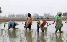 Vừa tuyên bố sẽ tự túc lương thực, khách ruột của gạo Việt lên kế hoạch đẩy mạnh xuất khẩu, 1 triệu tấn sẽ xuất đi những đâu?