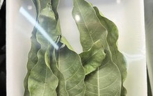 7 lá xoài giá 52.000 đồng ở Mỹ: Thứ bỏ đi ở Việt Nam lại thành hàng bán, người ta mua về làm gì?