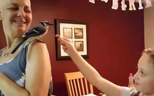 Được cứu sống lúc hấp hối, chú chim nhỏ "trả ơn" người phụ nữ mắc ung thư theo cách bác sĩ cũng ngỡ ngàng