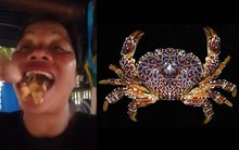 Nữ KOL nổi tiếng tử vong sau khi nuốt cua quỷ cực độc trên sóng livestream