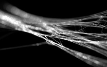 Vì sao tơ nhện chắc hơn thép?