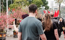 Khách Tây ngỡ ngàng trước vườn đào lớn chưa từng có nằm ngay giữa trung tâm Hà Nội