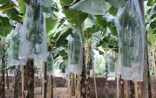 Chuối tiêu vào vụ Tết, buồng đẹp có giá tiền triệu