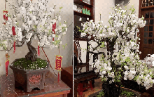 Đã tìm ra "vua hoa Tết" nở nghìn bông đẹp hơn tranh vẽ, chưng một chậu nhà sang gấp 100 lần