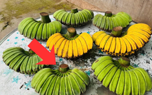Không phải chuối ngự, chuối tiêu xanh, đây mới là nải chuối đắt nhất sạp: Lý do vì sao?