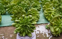 Phật thủ Tết giá đắt đỏ vẫn 'cháy' hàng